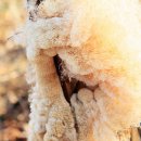 부들공원 이미지