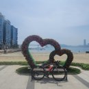 온천천시민공원 수국 이미지