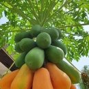 콜럼버스파파야