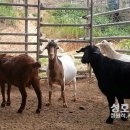 성호농장 이미지