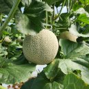 삼영농장 이미지