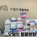 오월의 동물병원 | 경산 오월의 동물병원 내돈내산 찐 리얼 방문 후기 : 강아지 감기