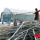 월호농장 이미지