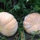 맷돌로만 이미지