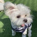 프레셔스독 이미지