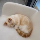 하도탐나 | 캣플헤븐루원시티인천점 다녀왔어요 인천서구 고양이카페 후기