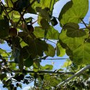 칠천도에 있는 파도펜션 이미지