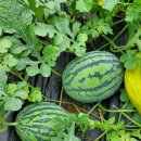 들꽃농장 이미지