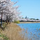 벚꽃길13 이미지