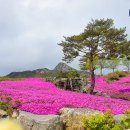 [VIP특가] 황매산 철죽축제 구경하고~ 합천영상테마파크도 구겅하고~~ 이미지