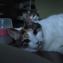 우리덤프 이미지