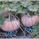 호랑이농장 이미지