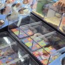 일산 킨텍스 한국 관상어 산업 박람회 후기 ( 새식구 영입 )