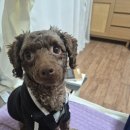 멍발머리 이미지