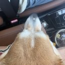 스테이한가로이두번째 | 밀양 애견동반 펜션 스테이한가로이두번째 다동 / 애견동반 식당 에르모사 / 애견동반 카페 에요