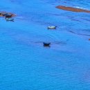 점박이 물범가족 이미지