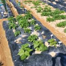 영난농장 이미지