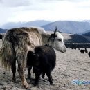 중국 남서부에 있는 티베트족(族) 자치구 티베트 Tibet(Xizang) Autonomous Region, 西藏自治區(서장자치구),西藏自治区 이미지