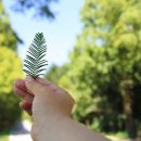 진안 메타세쿼이아길 이미지