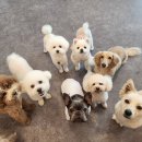 댕스럽개 이미지