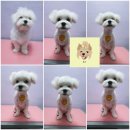 웃개살롱 이미지