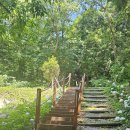 전남 진도군 운림산림욕장 수국정원+용장성~상봉 코스, 무안군 회산백련지 연꽃축제장 경유/2025.6.23.월 이미지