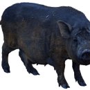 제주도흑돼지 이미지