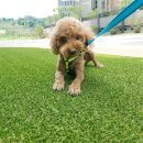 미소댕댕 이미지