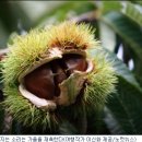 풍성한과일