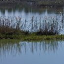 간세다리 이미지