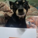 (주)바로벳 네이버블로그