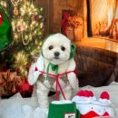 닥터강동물병원 | [울산 동물병원]강아지 건강검진 후기(닥터강동물병원)