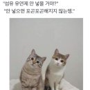나만고양이없어 이미지