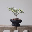 스톤플랜트