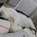 뿌니네