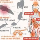 에볼라바이러스 원인 증상 에볼라바이러스 전염 치료 잠복기 이미지