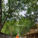 (주)골든아워이피티씨 | 멜버른 크리스마스 근교 여행: 실패마저 낭만적이었던 무지출 벤디고(Bendigo) 기차 여행