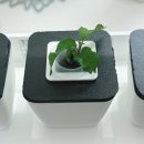 체리호프 이미지