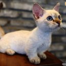 펫스토리 수가 이미지