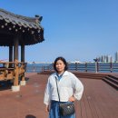 청초호유원지(중앙) 이미지