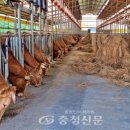 미송농장 충청신문