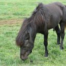 고라농장 이미지