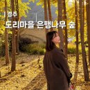 도리내마을 | 경주 도리마을 은행나무 숲 단풍 명소 추천 주차 카페 먹거리