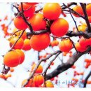 버드나무골 이미지