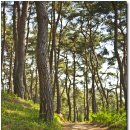 소나무숲 이미지