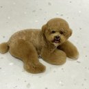 카멜리몽 이미지