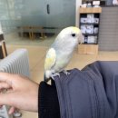 소다온 동물병원 네이버블로그