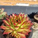 마리아잠수