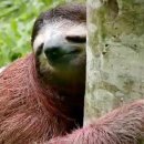 나무늘보 이미지