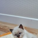 멍멍아 놀자 이미지